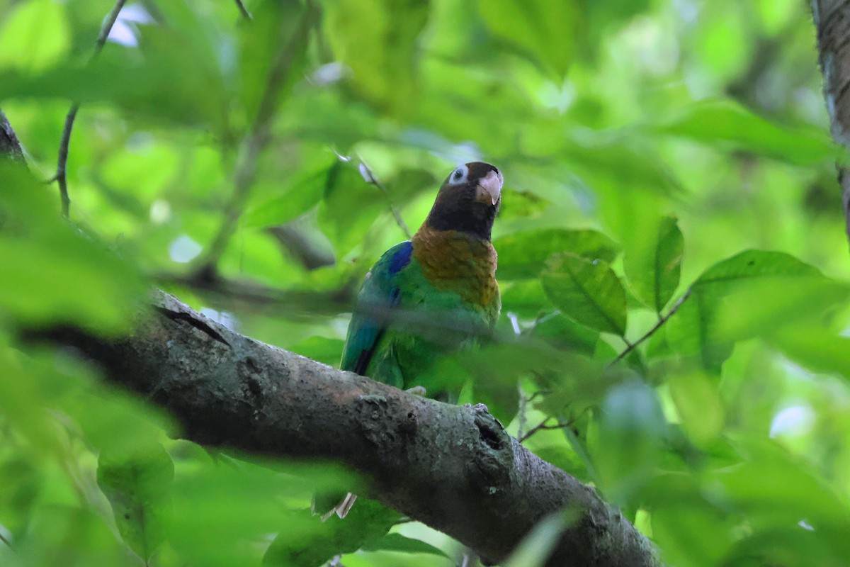 Brown-hooded Parrot - ML642248090