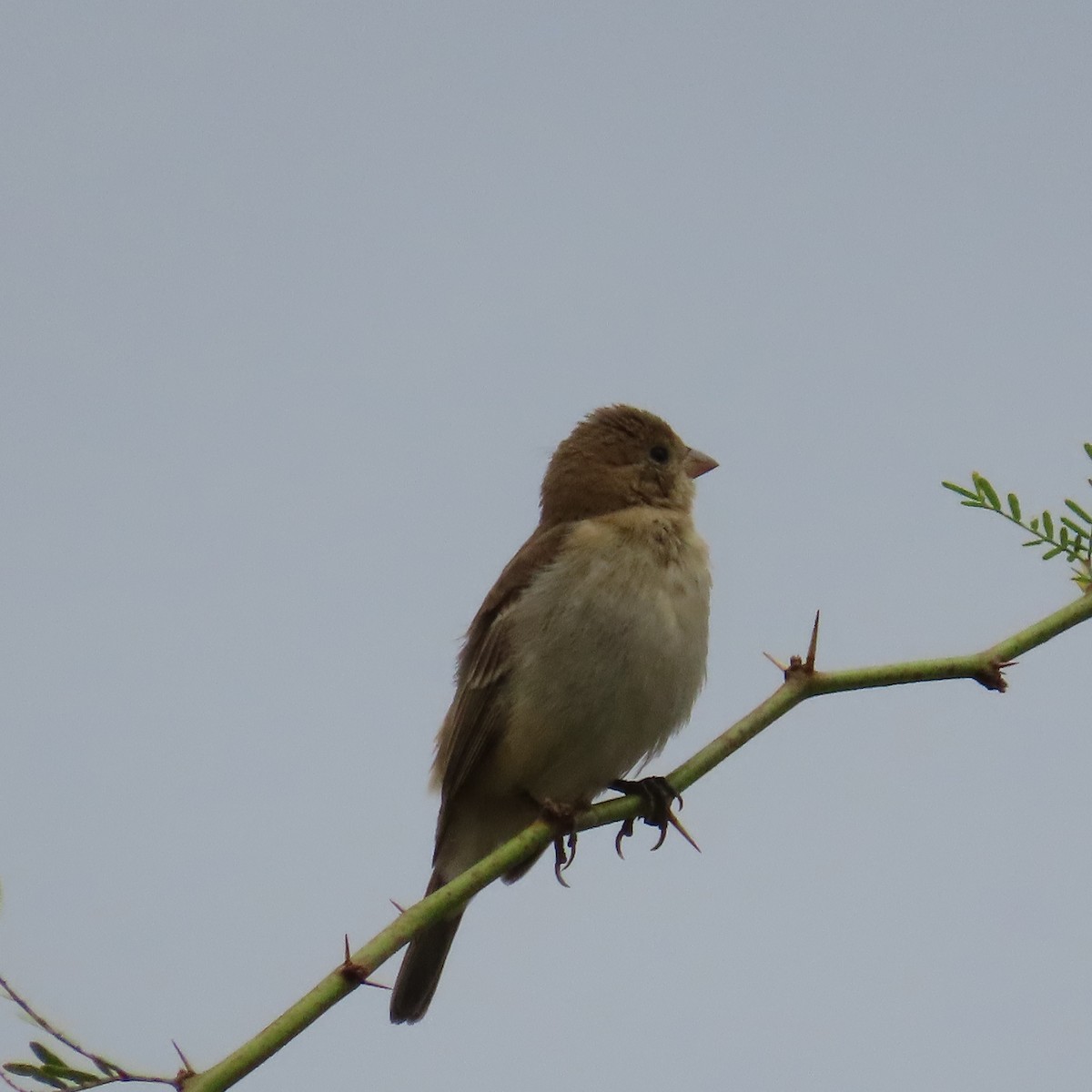 Lazuli Bunting - ML642248093