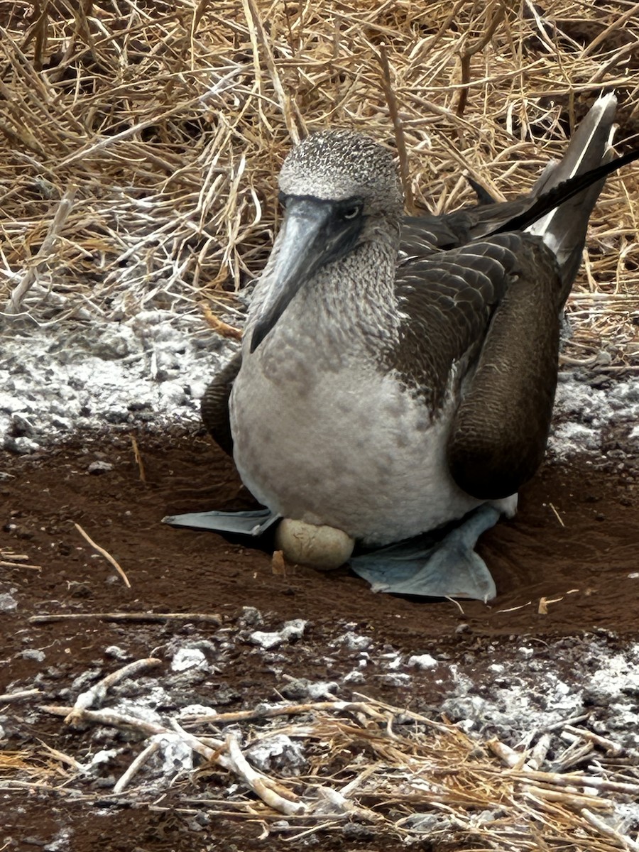 Fou à pieds bleus - ML642248110