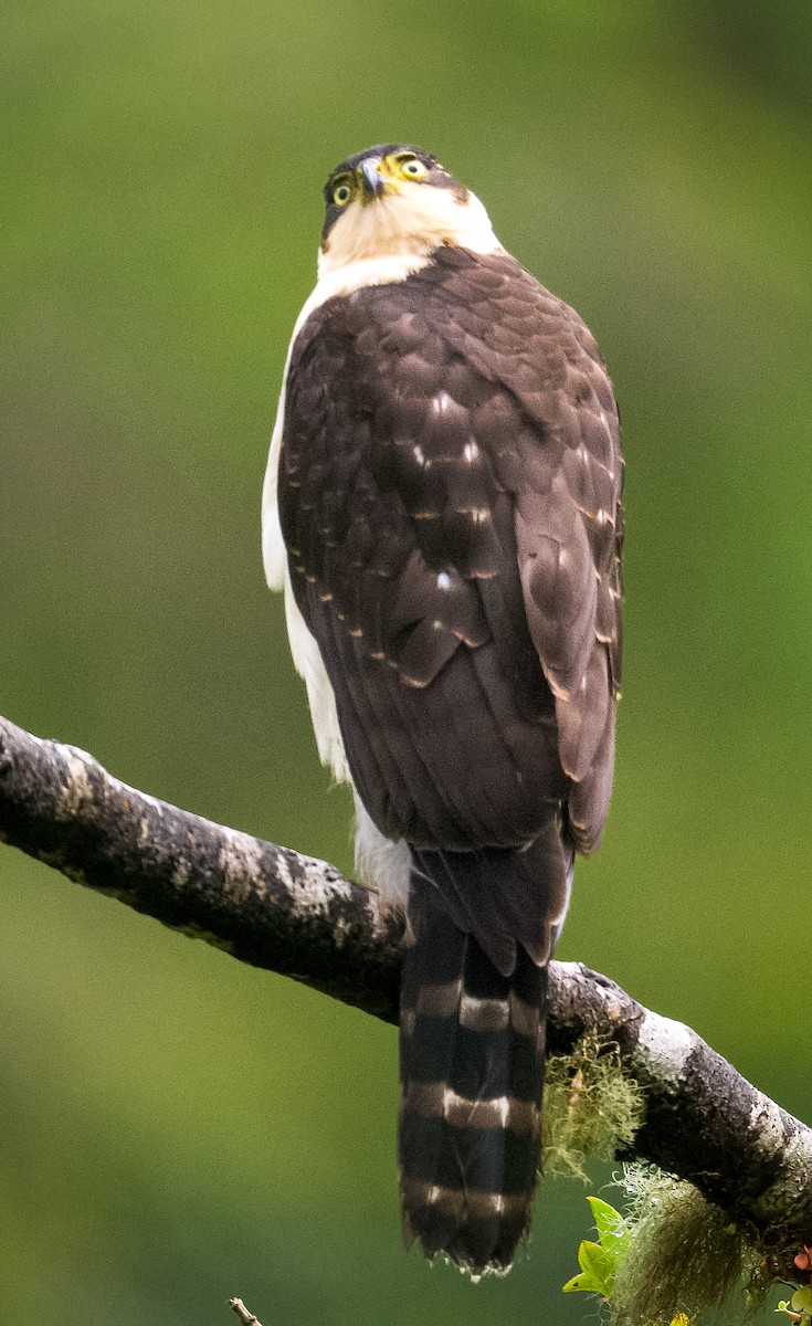 Bicolored Hawk - ML642248113