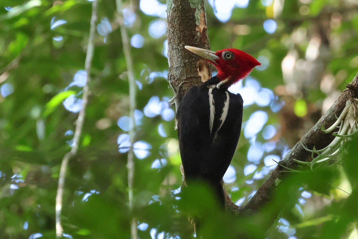Pale-billed Woodpecker - ML642248120