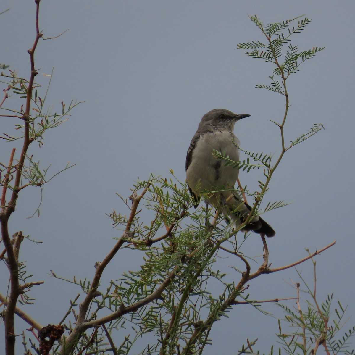 Northern Mockingbird - ML642248130