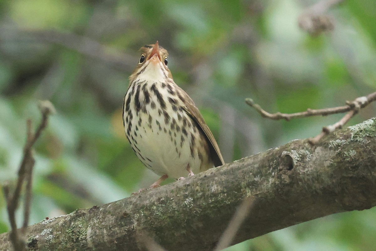 Ovenbird - ML642248140