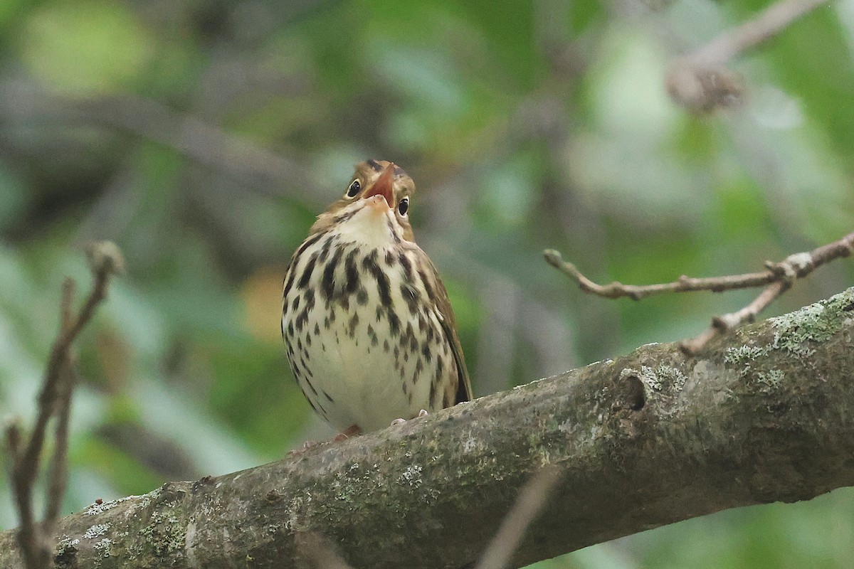 Ovenbird - ML642248141
