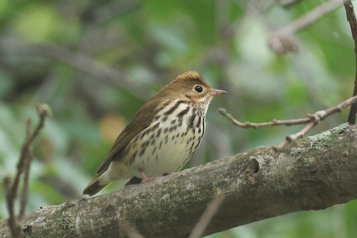 Ovenbird - ML642248142
