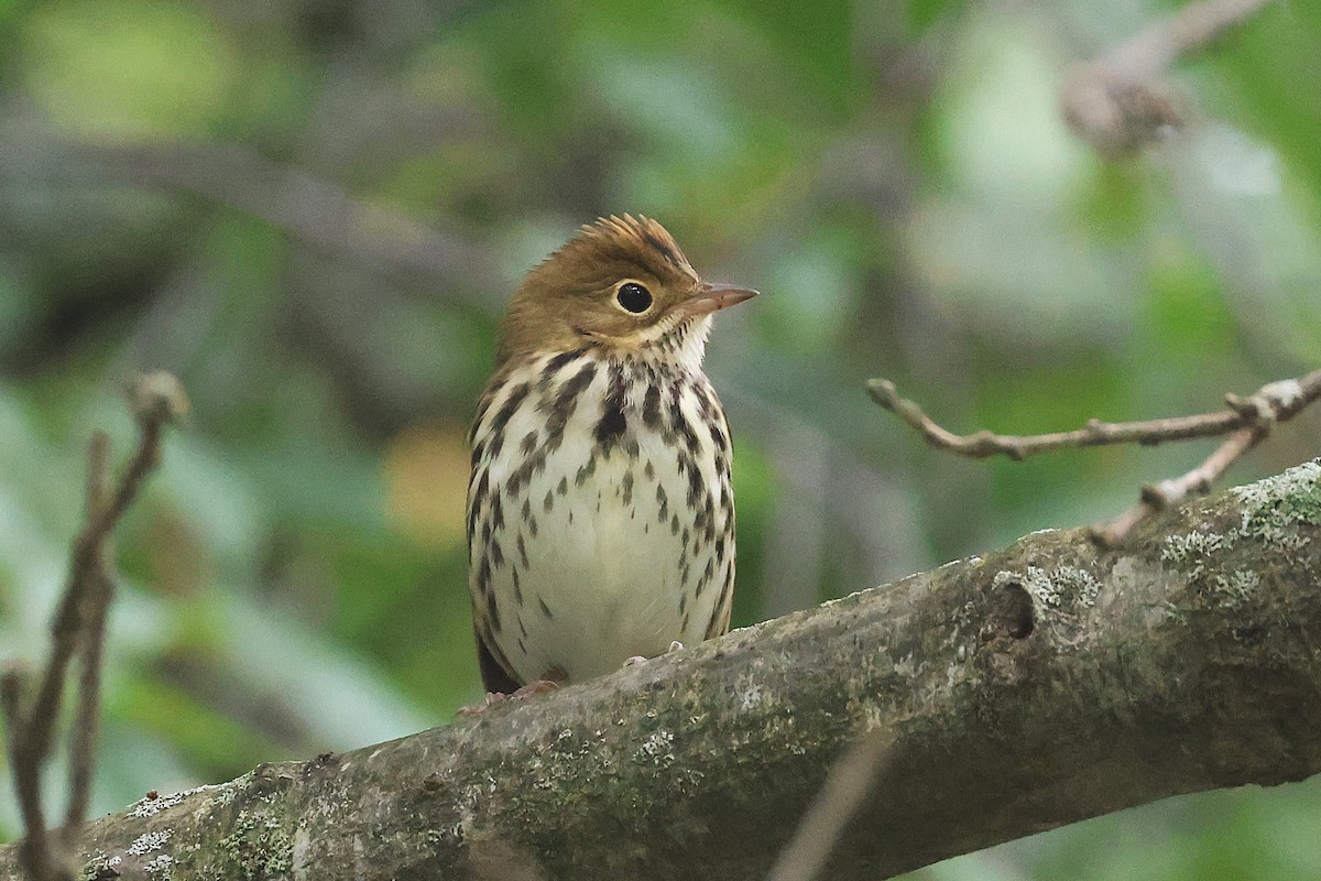 Ovenbird - ML642248143