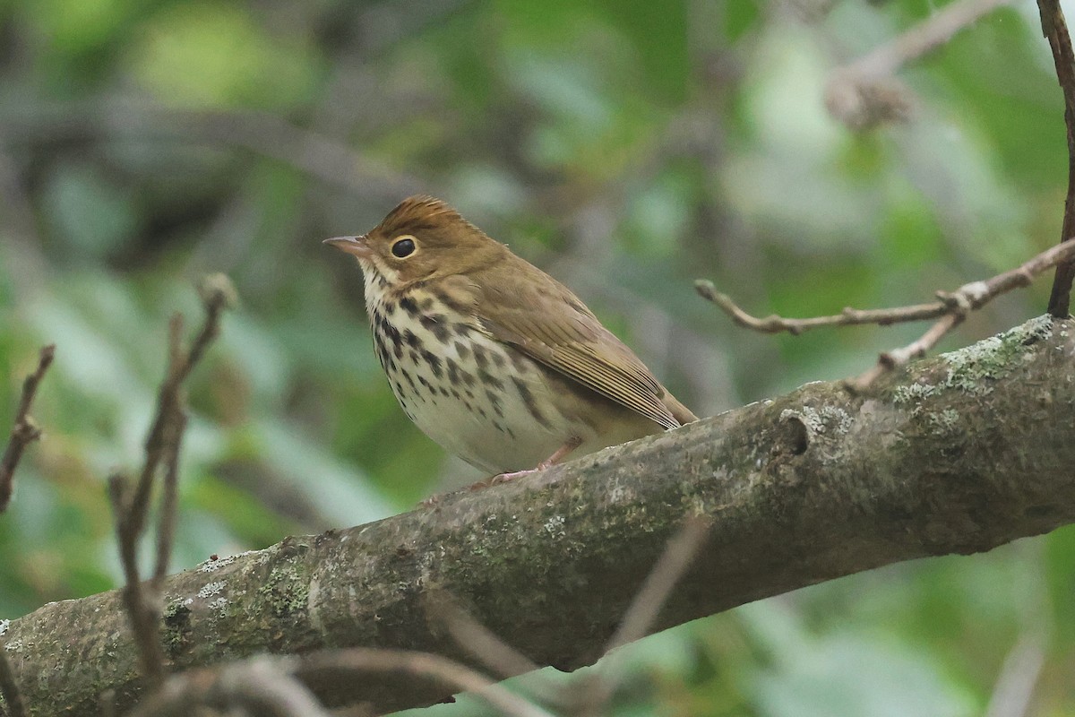 Ovenbird - ML642248144