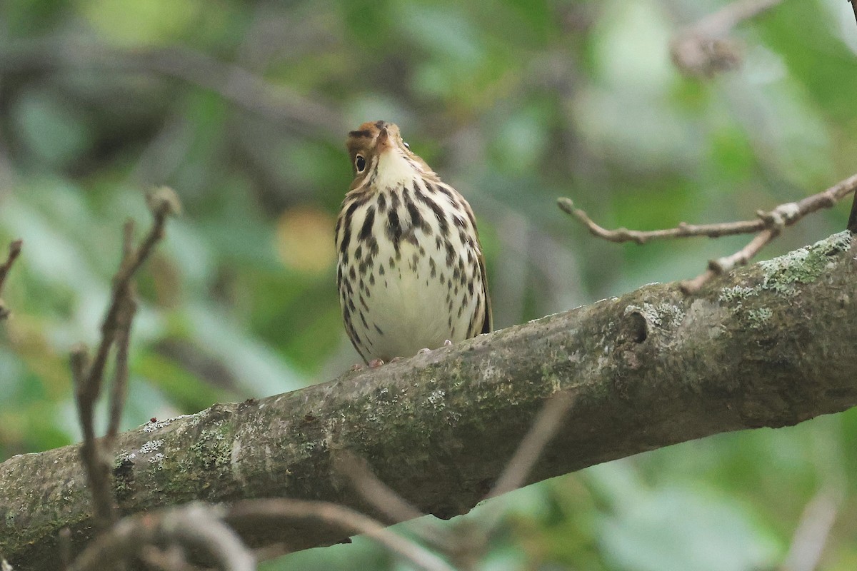 Ovenbird - ML642248145