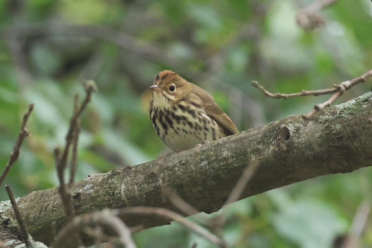 Ovenbird - ML642248146