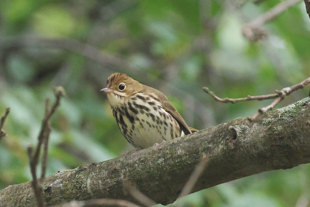 Ovenbird - ML642248147