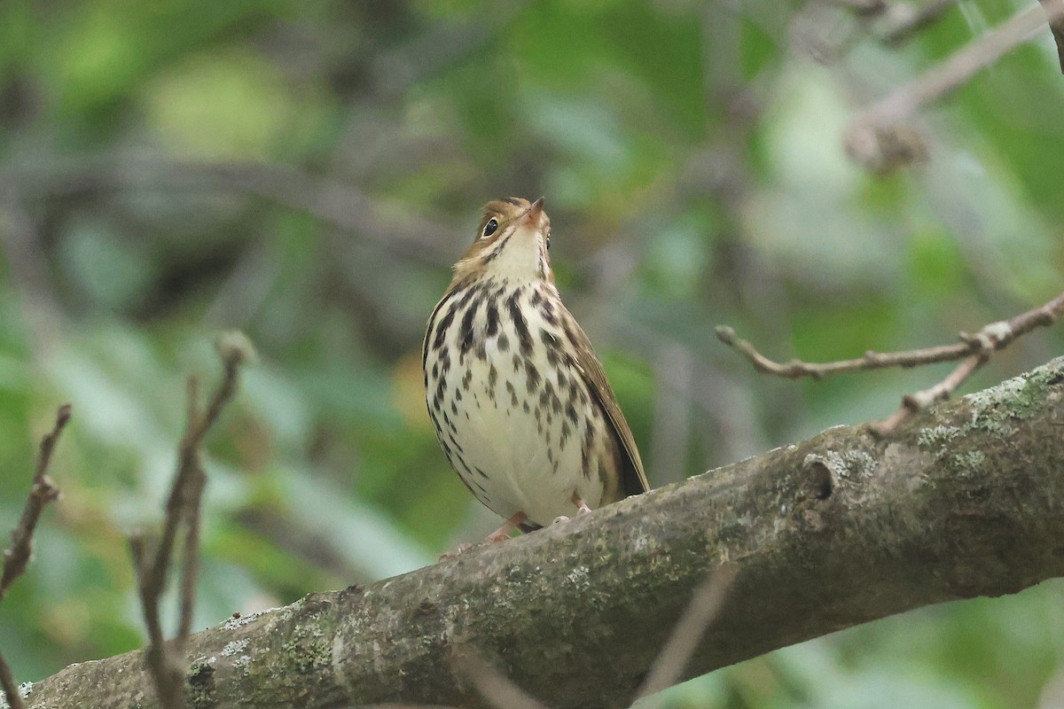 Ovenbird - ML642248149