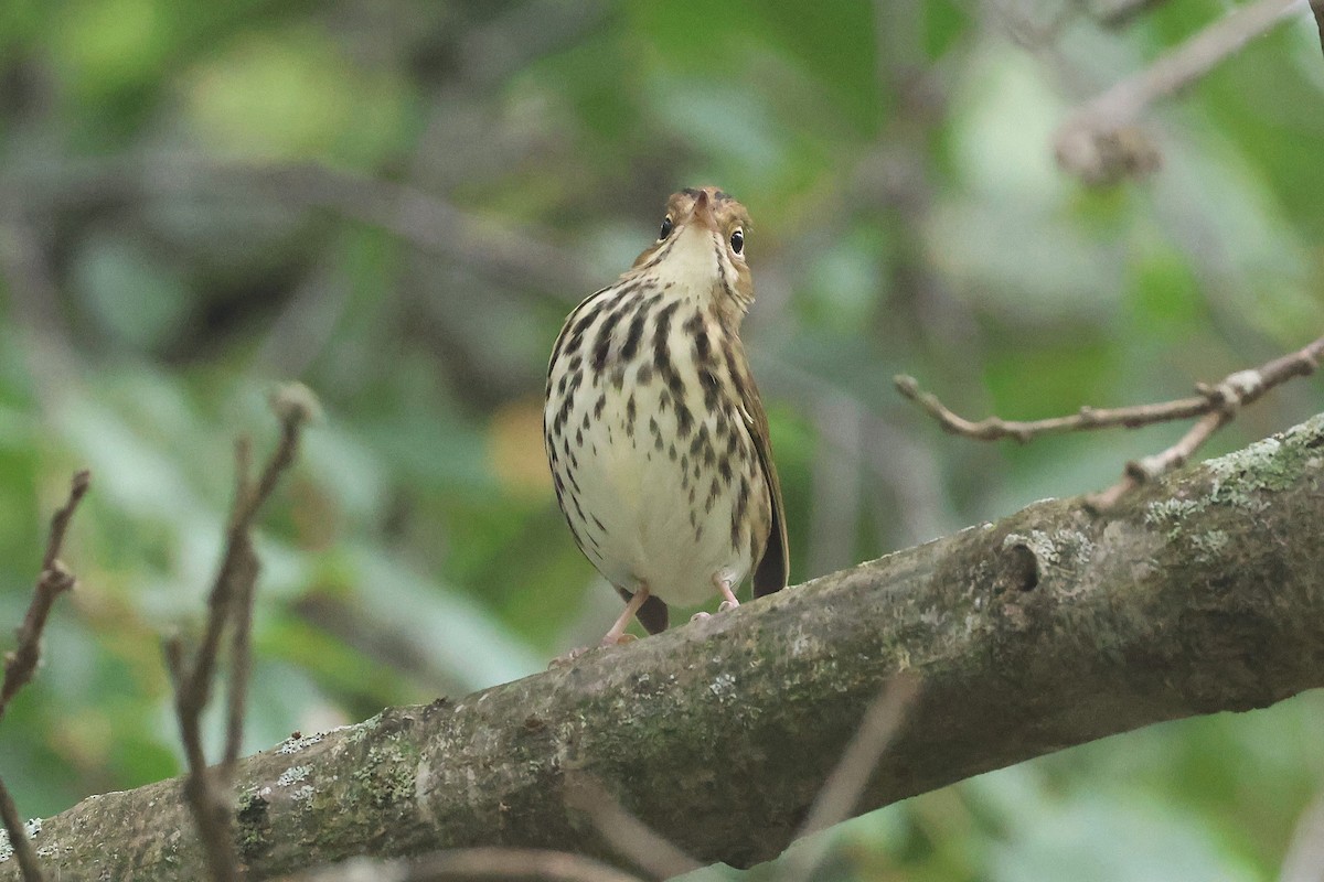 Ovenbird - ML642248150