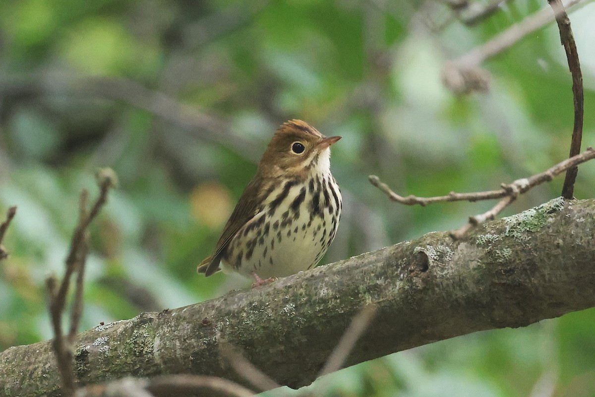 Ovenbird - ML642248151