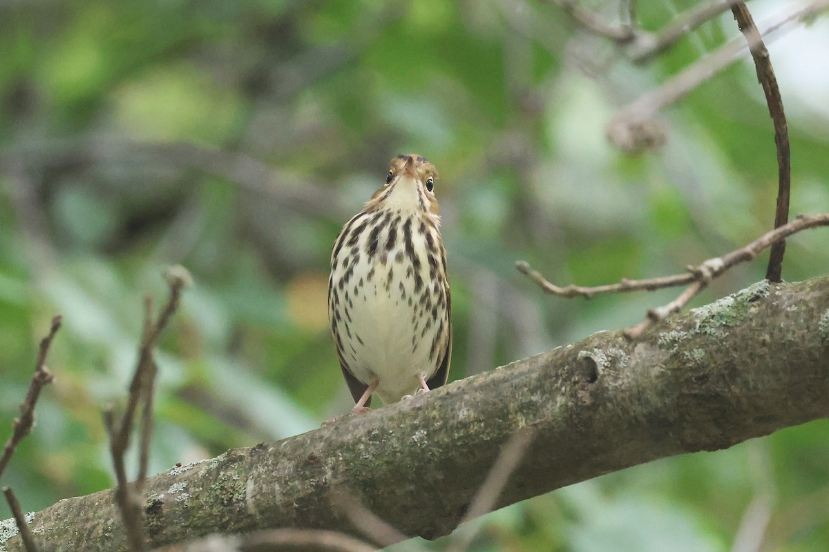 Ovenbird - ML642248152