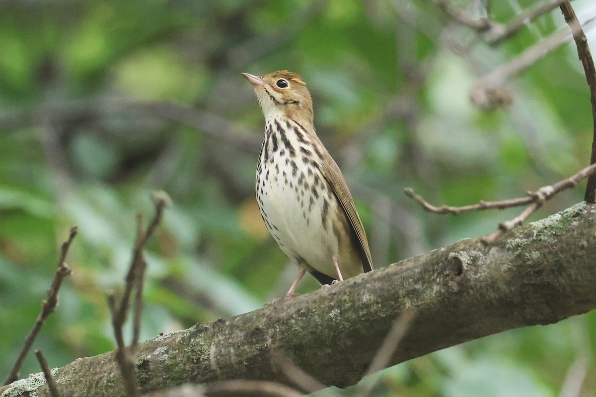 Ovenbird - ML642248153
