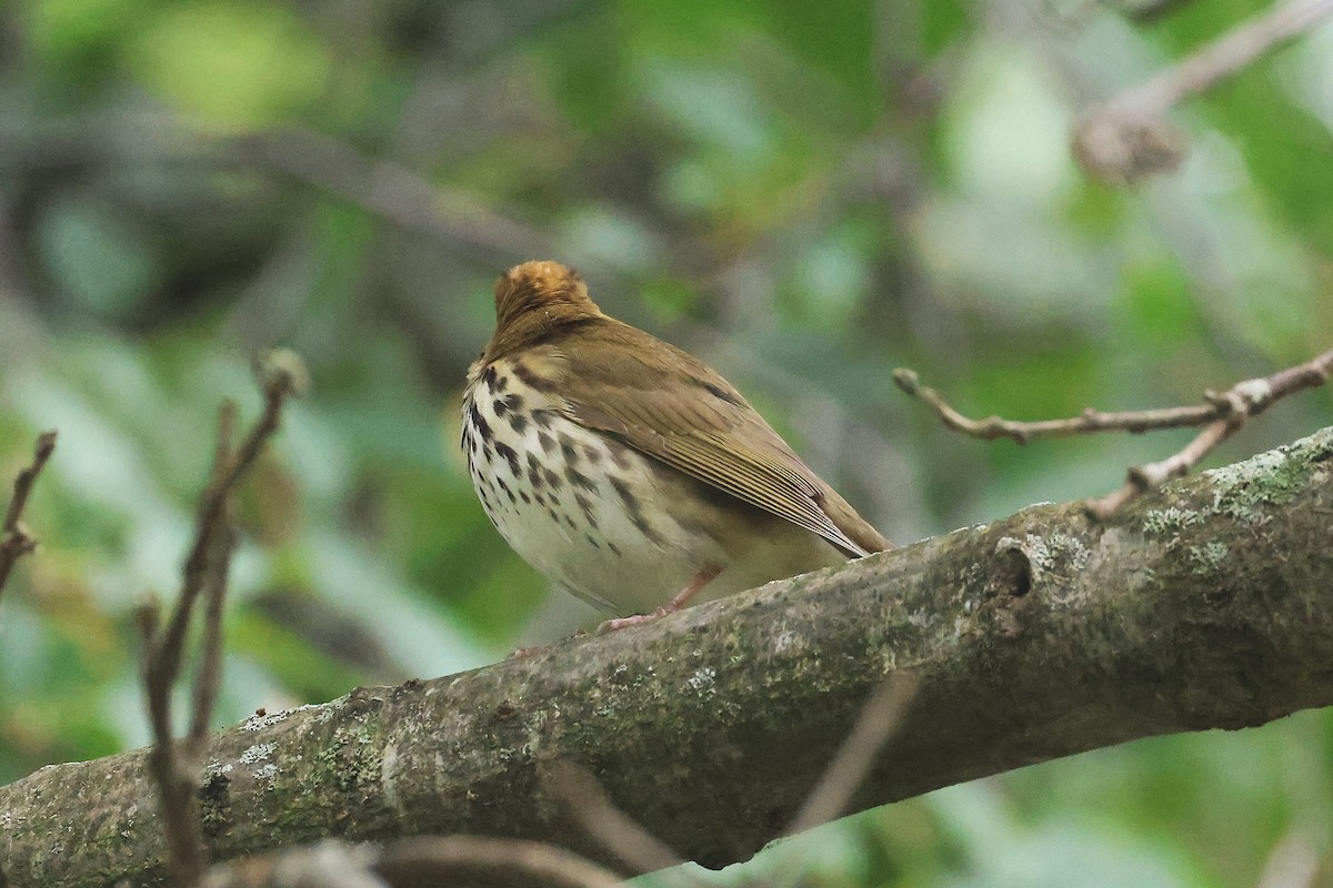 Ovenbird - ML642248154