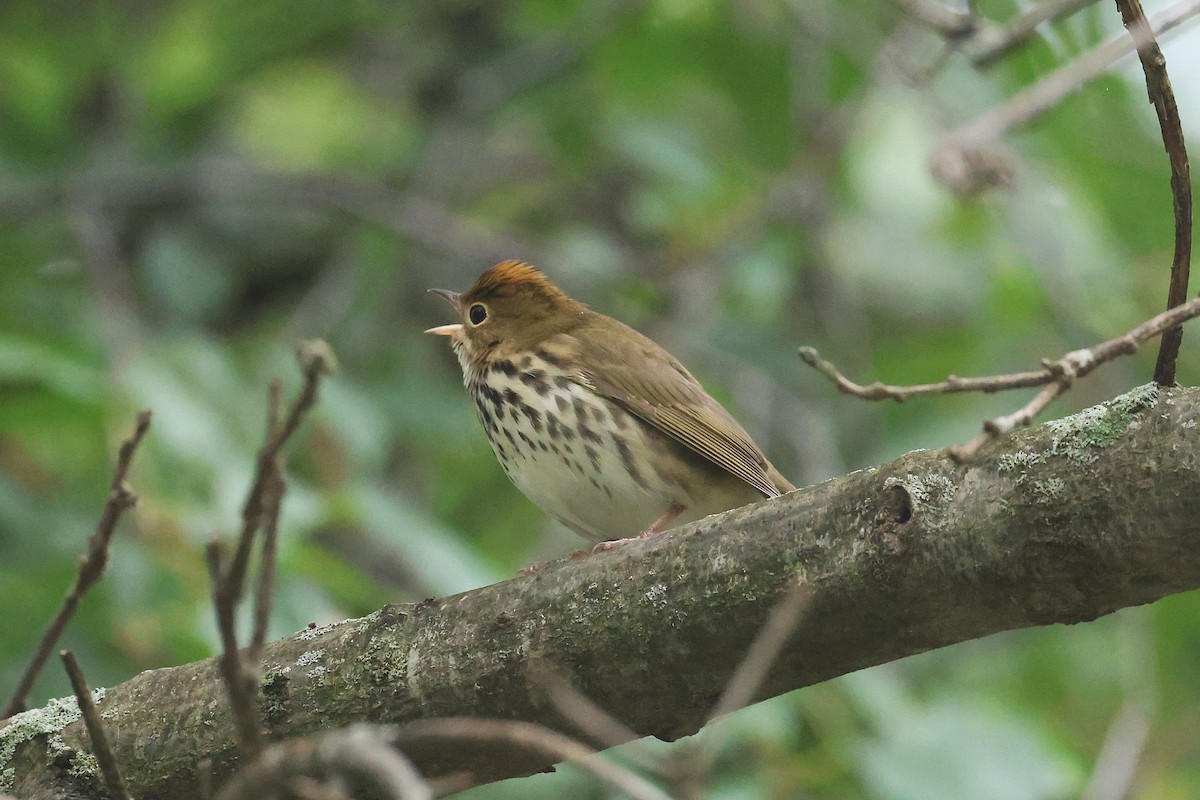Ovenbird - ML642248155