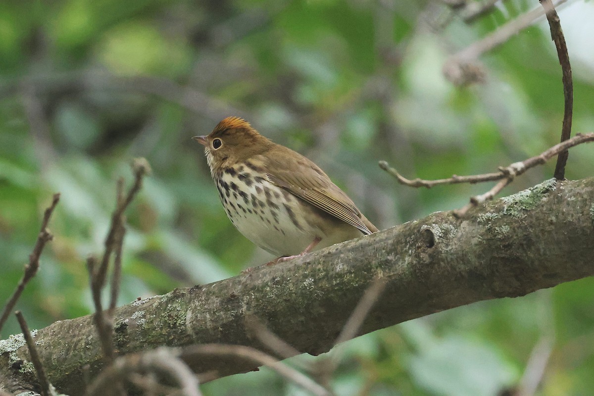 Ovenbird - ML642248156