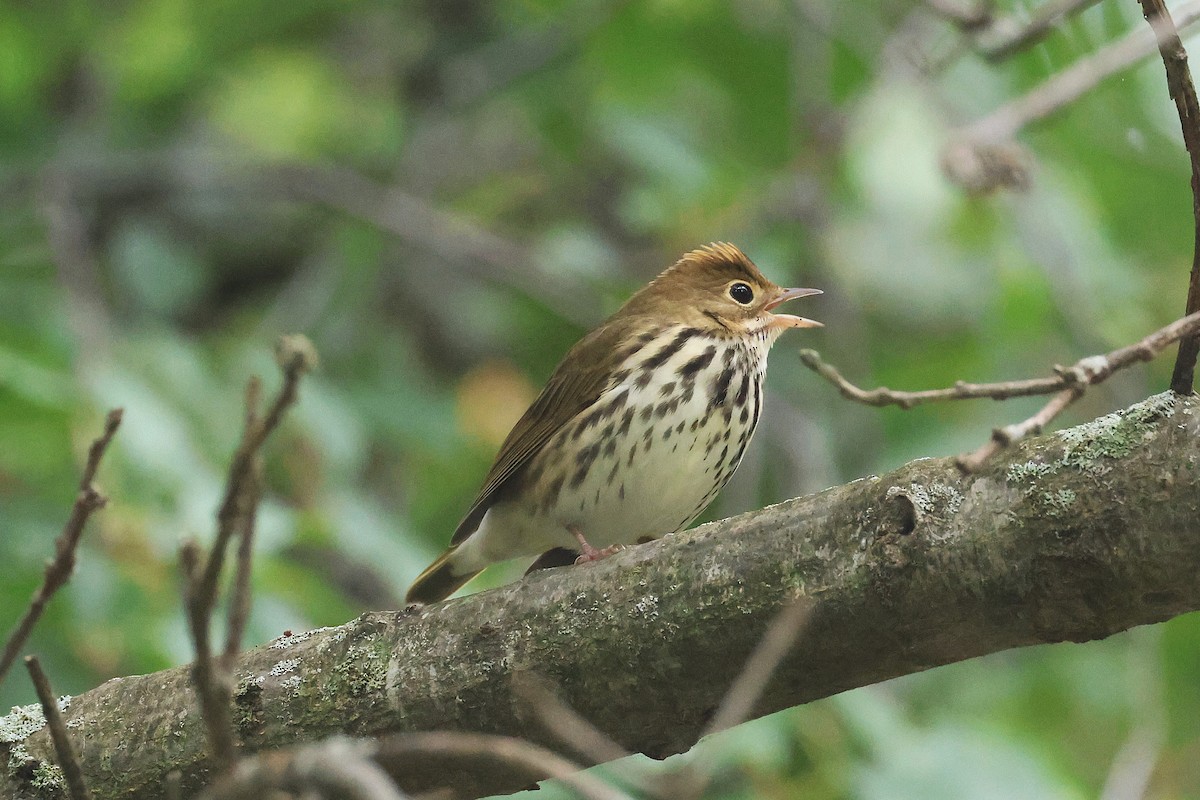 Ovenbird - ML642248157