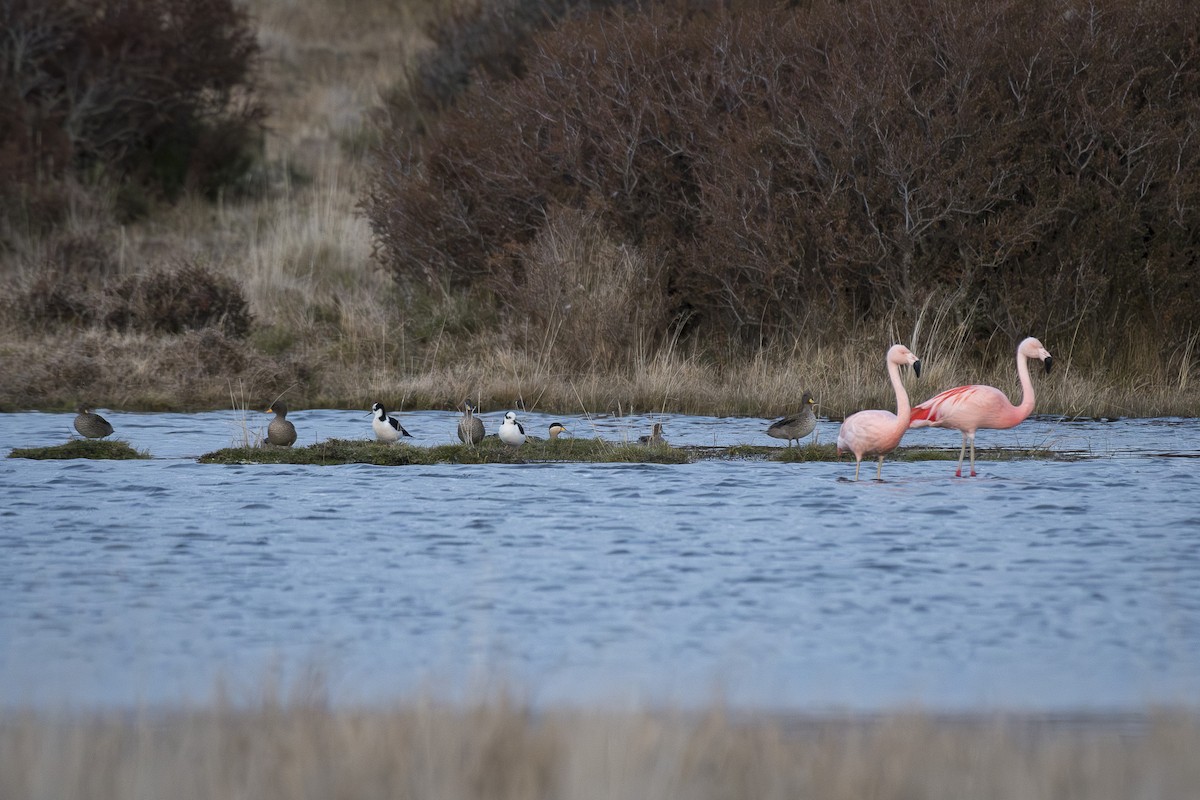 Chilean Flamingo - ML642248197