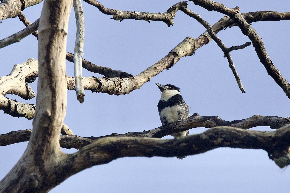 Guianan Puffbird - ML642248198