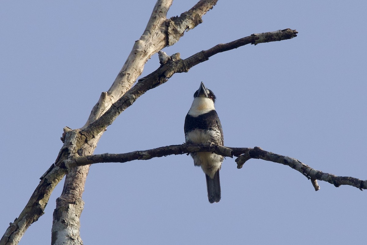 Guianan Puffbird - ML642248199
