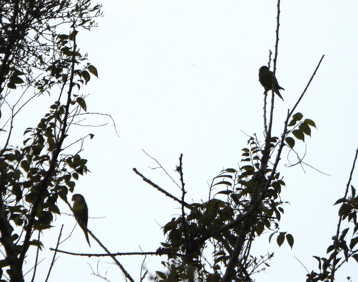 Brown-throated Parakeet - ML642248212