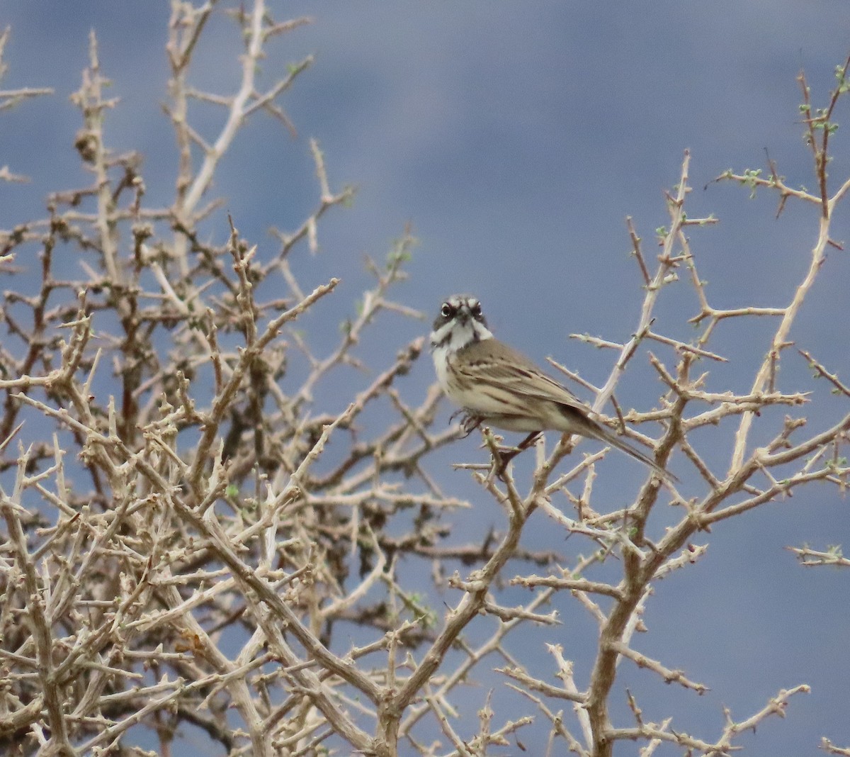 Sagebrush/Bell's Sparrow (Sage Sparrow) - ML642248234