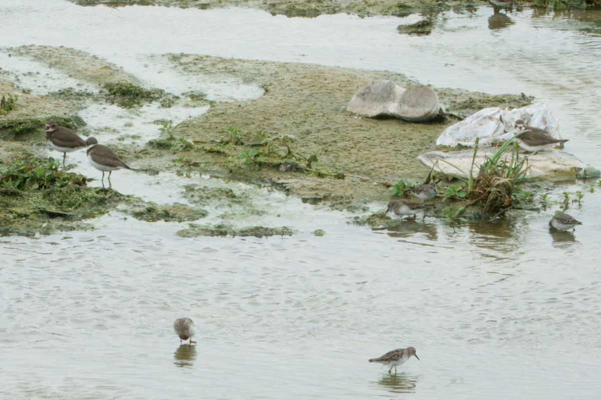 Semipalmated Plover - ML642248266
