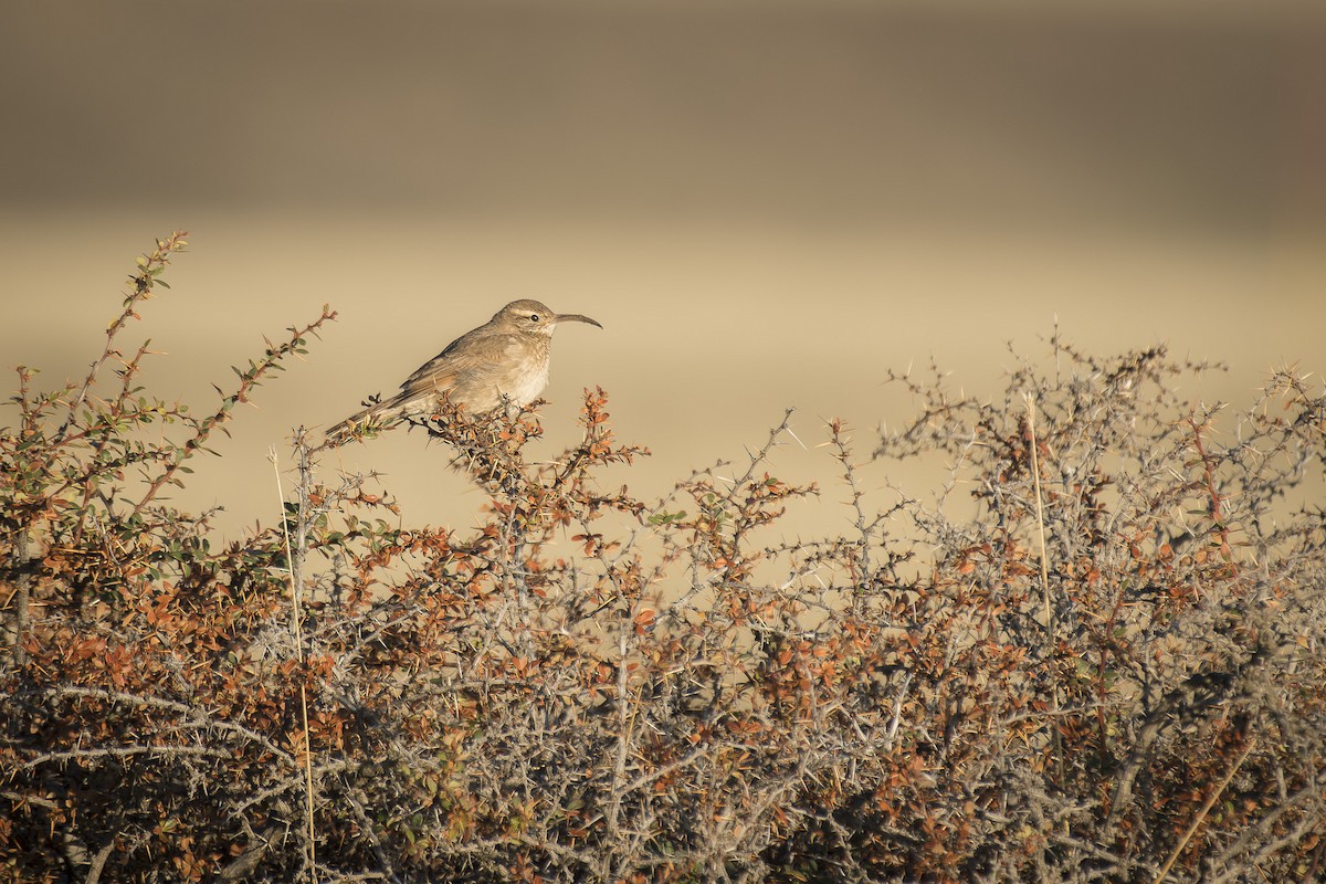 Scale-throated Earthcreeper - ML642248269