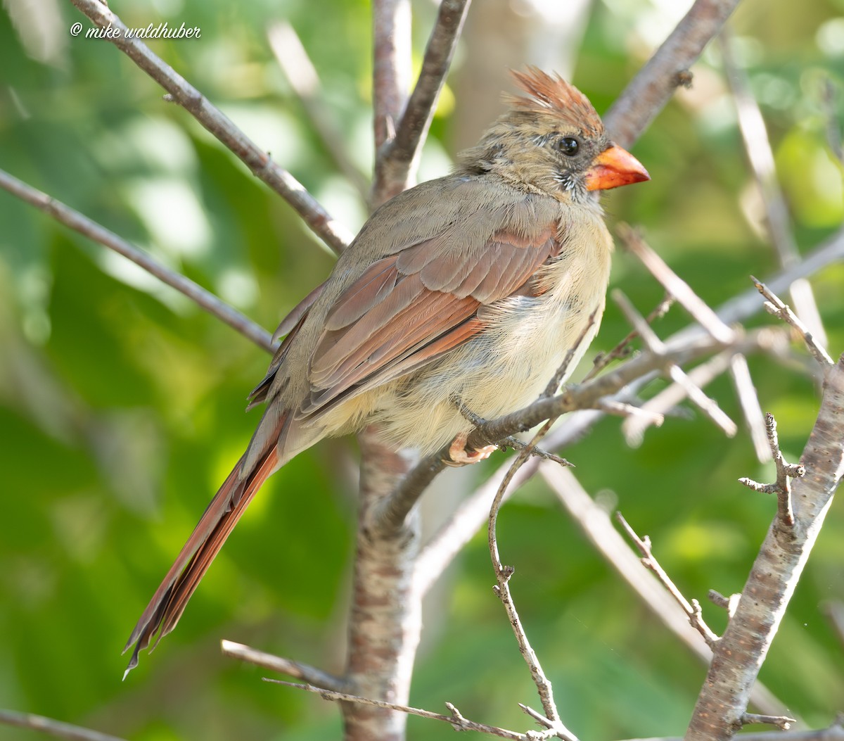 ショウジョウコウカンチョウ - ML642248270