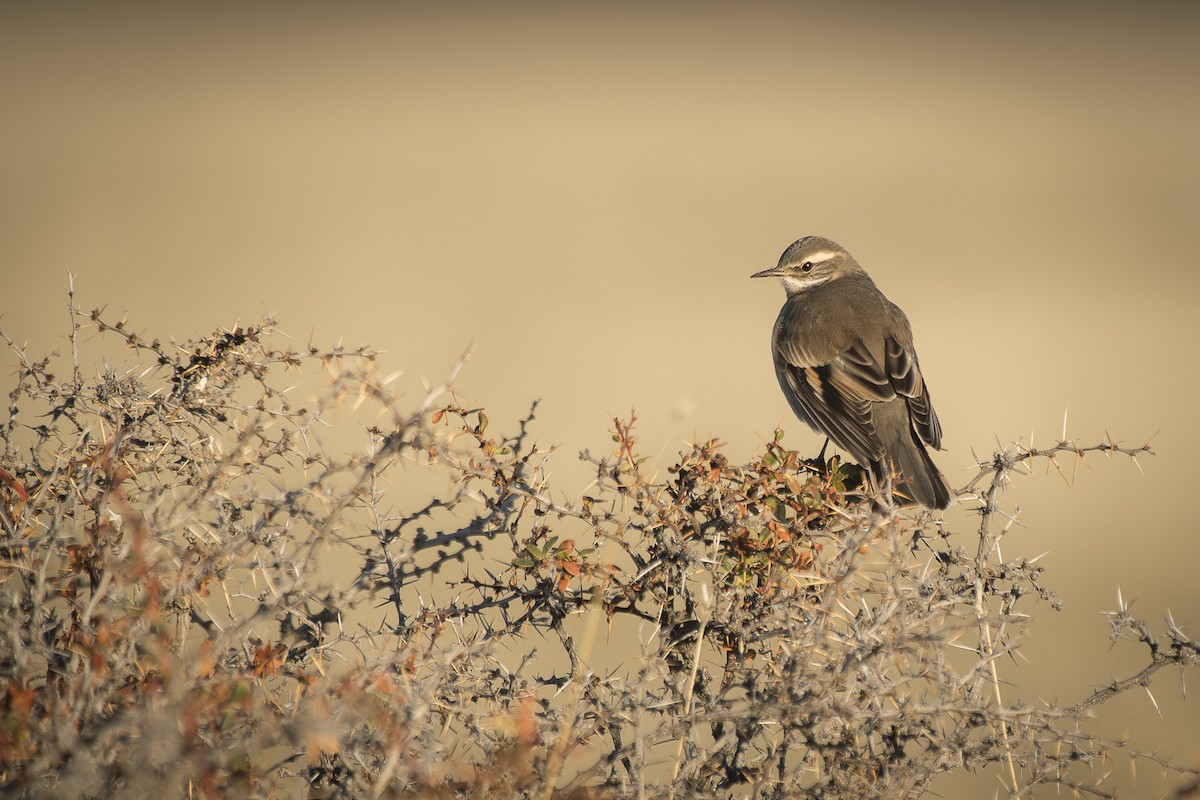 Buff-winged Cinclodes - ML642248285