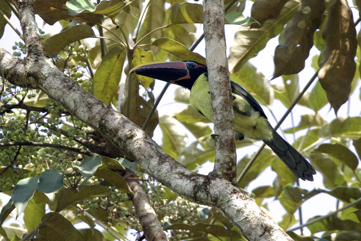 Green Aracari - ML642248316