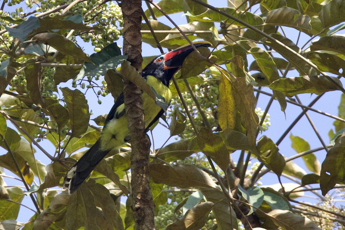 Green Aracari - ML642248317