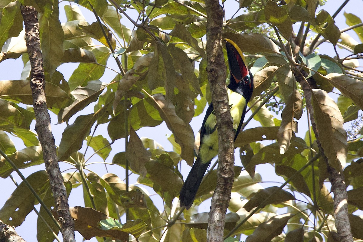 Green Aracari - ML642248318