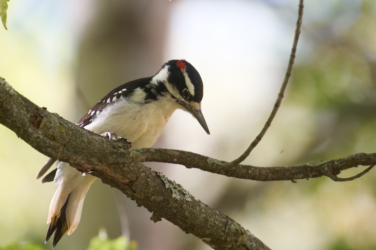 Hairy Woodpecker - ML642248319