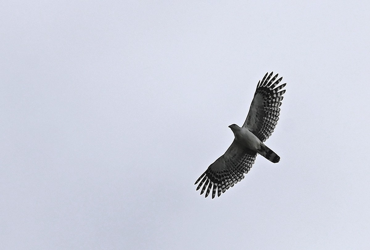 White-collared Kite - ML642248328