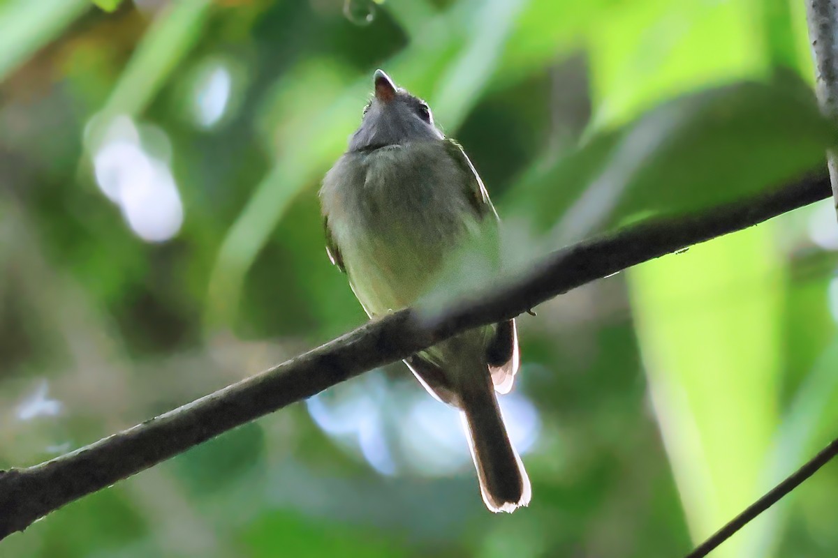 Northern Bentbill - ML642248340