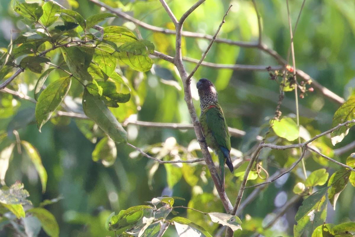 Painted Parakeet - ML642248343