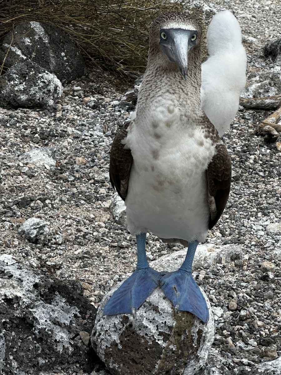 Fou à pieds bleus - ML642248372