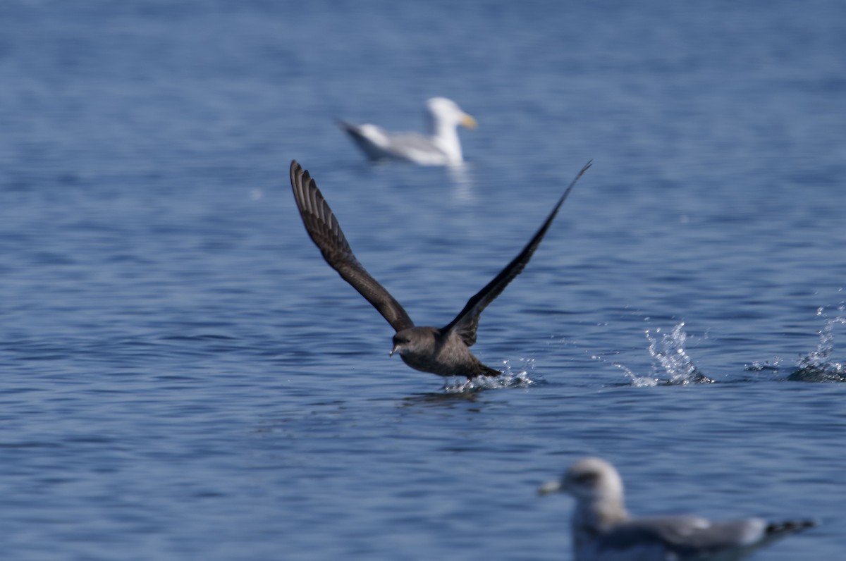 Short-tailed Shearwater - ML642248373