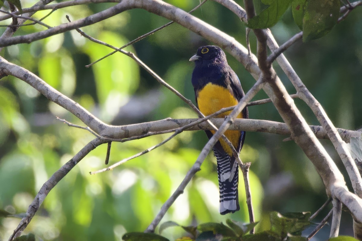 Guianan Trogon - ML642248386