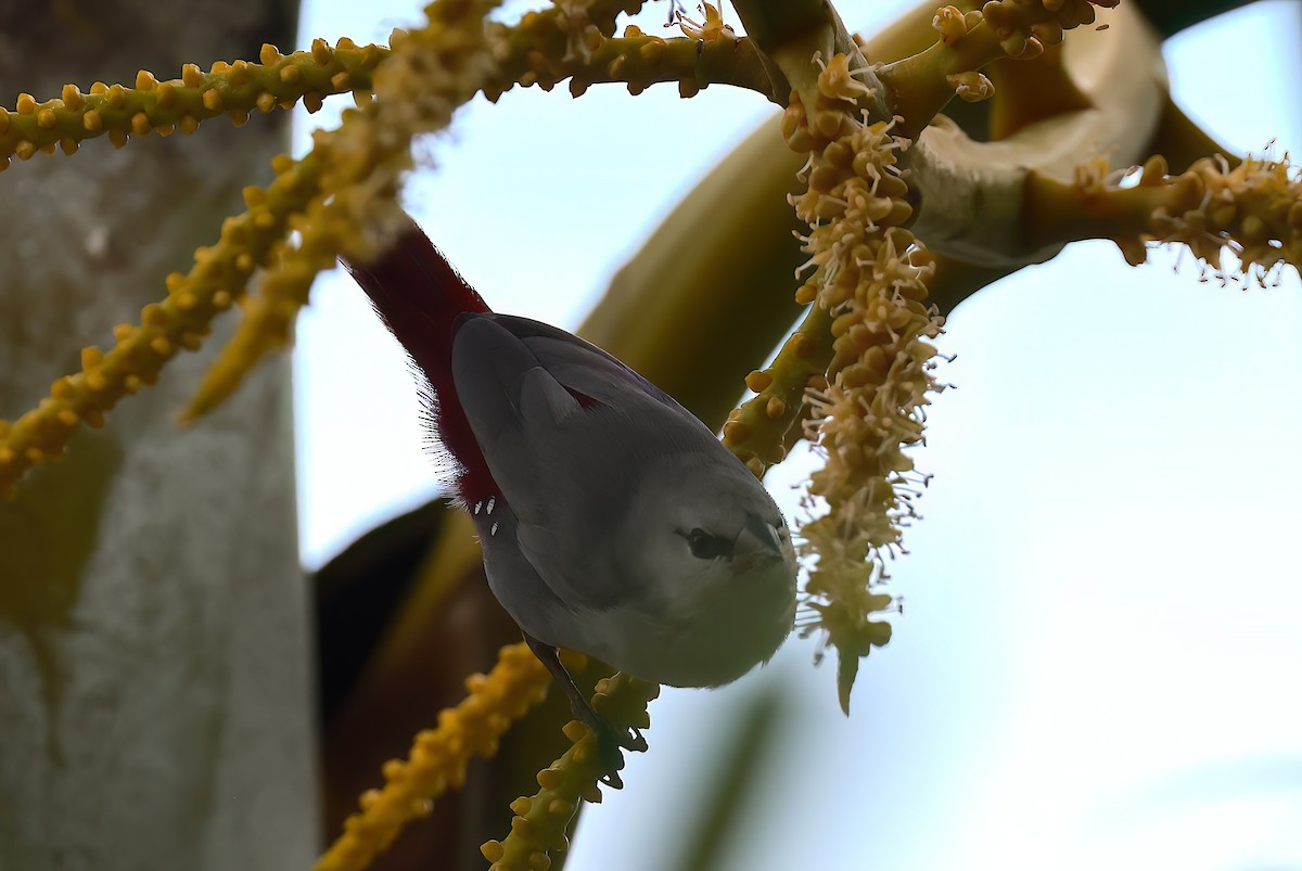 Lavender Waxbill - ML642248400