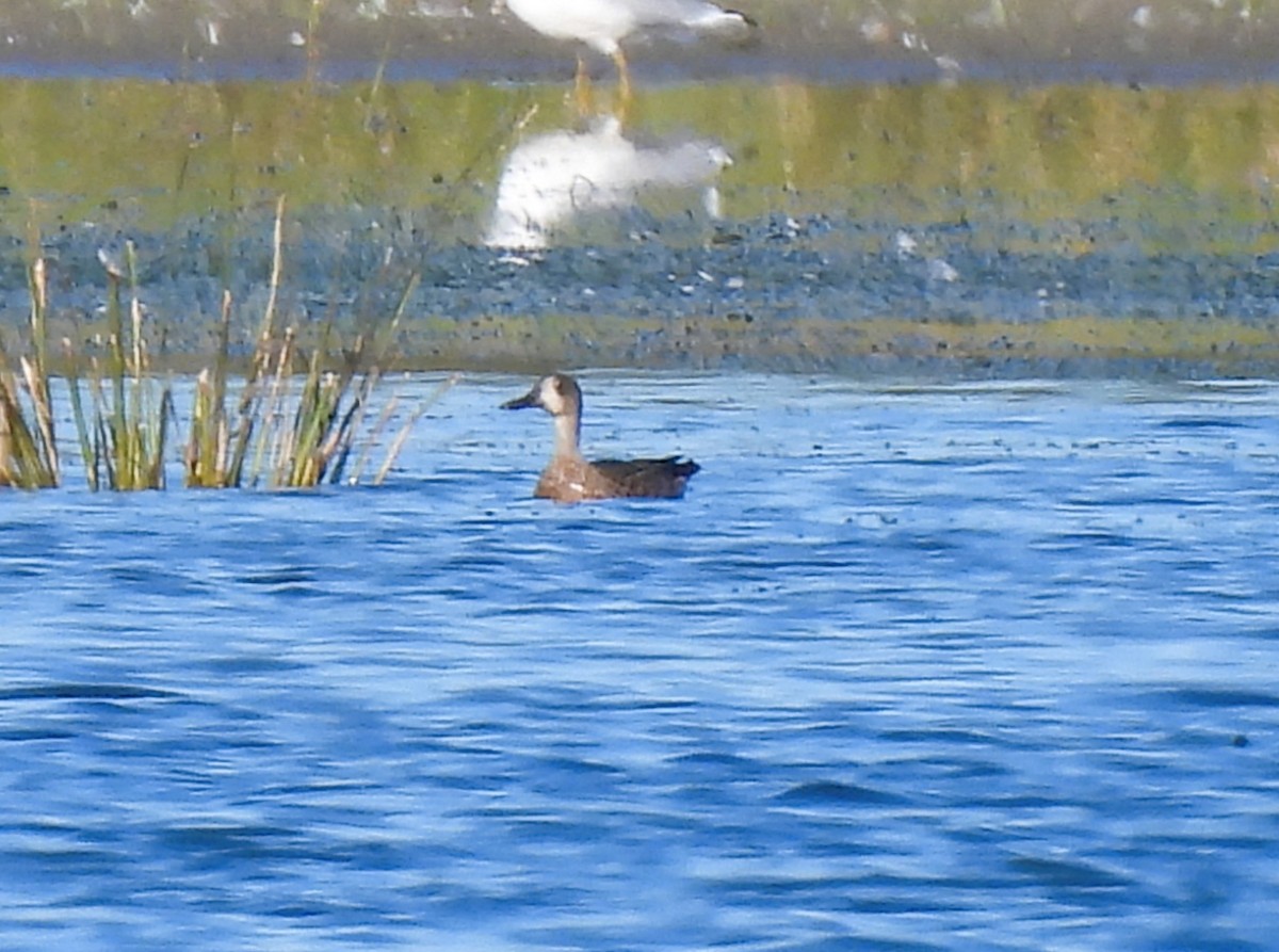 Blue-winged Teal - ML642248401