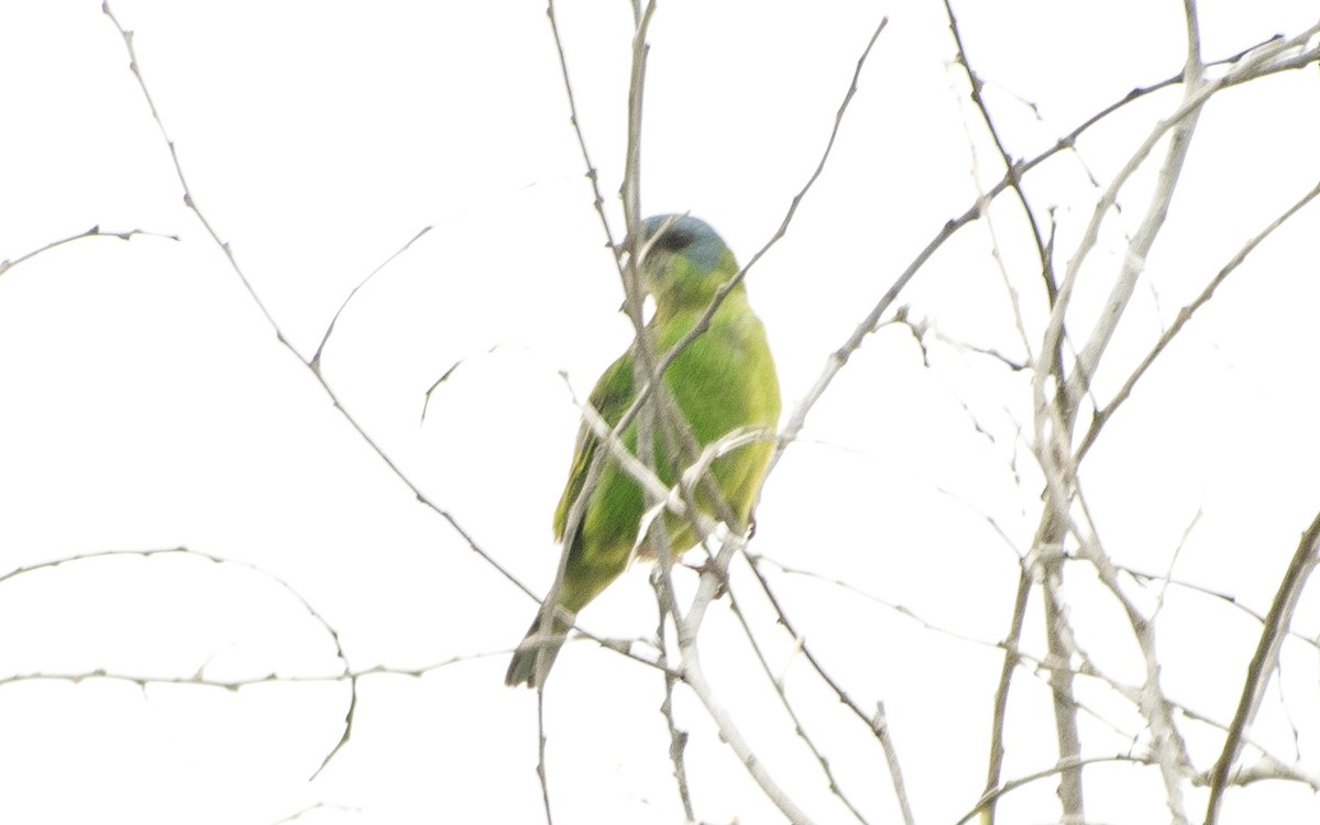 Blue Dacnis - ML642248407