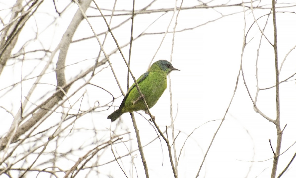 Blue Dacnis - ML642248408