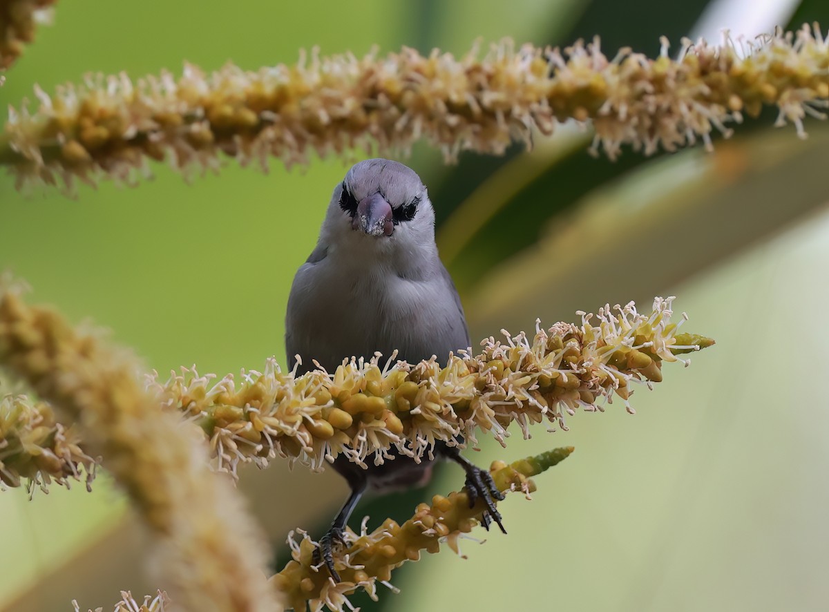 Lavender Waxbill - ML642248414