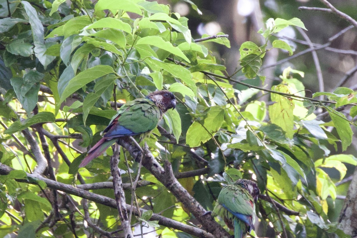 Painted Parakeet - ML642248416