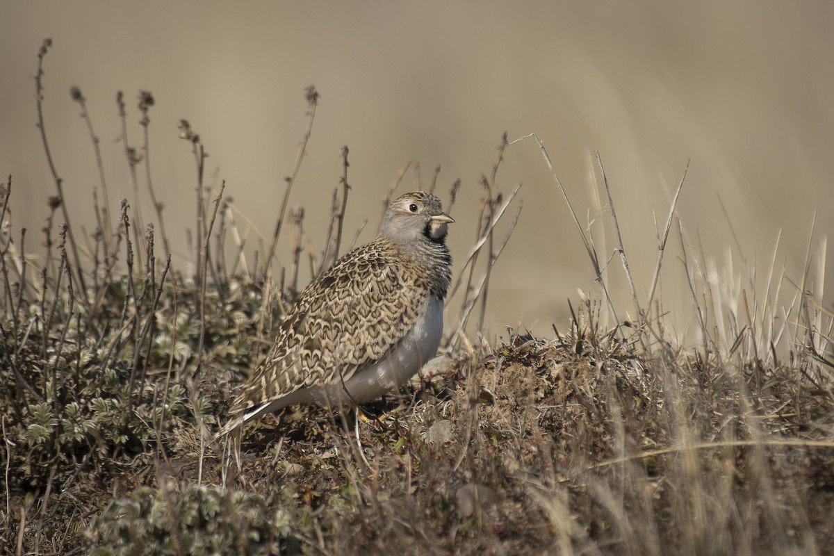 Least Seedsnipe - ML642248421
