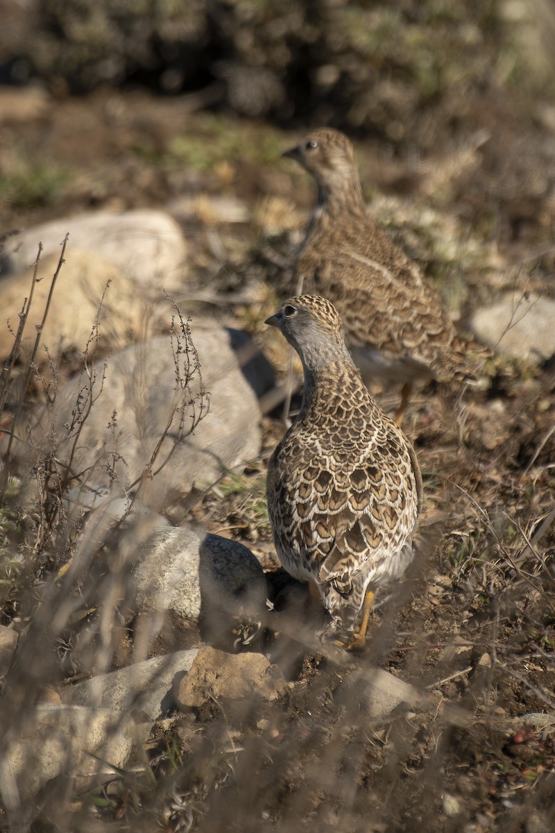 Least Seedsnipe - ML642248422